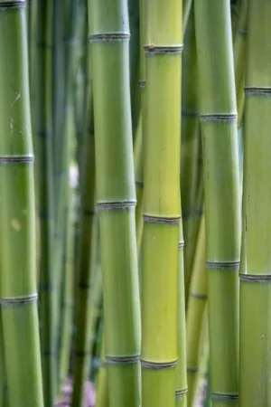 Bamboo Forest
