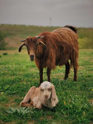 Goat And Kid In Field