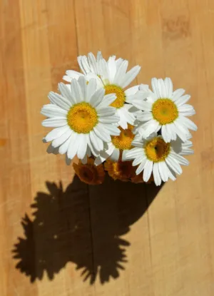 Bouquet Of Daisies