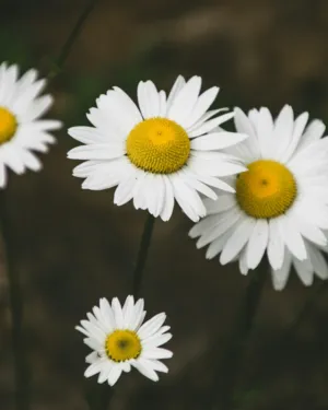 Daisy Flowers