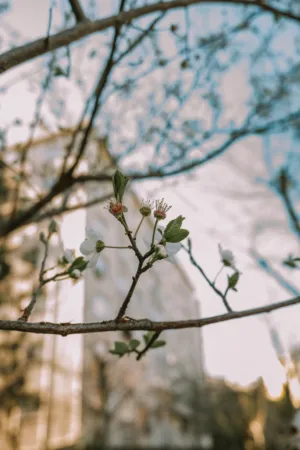 Spring Blossoms