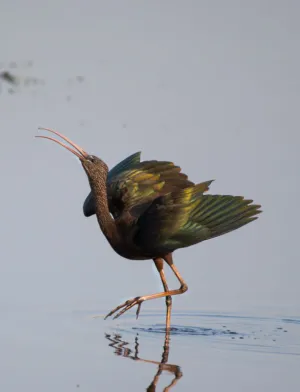 Glossy Ibis In Water