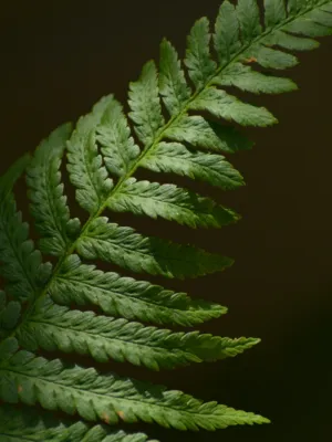 Fern Frond