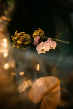 Orchid And Artichoke