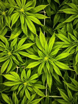 Green Leafy Plants