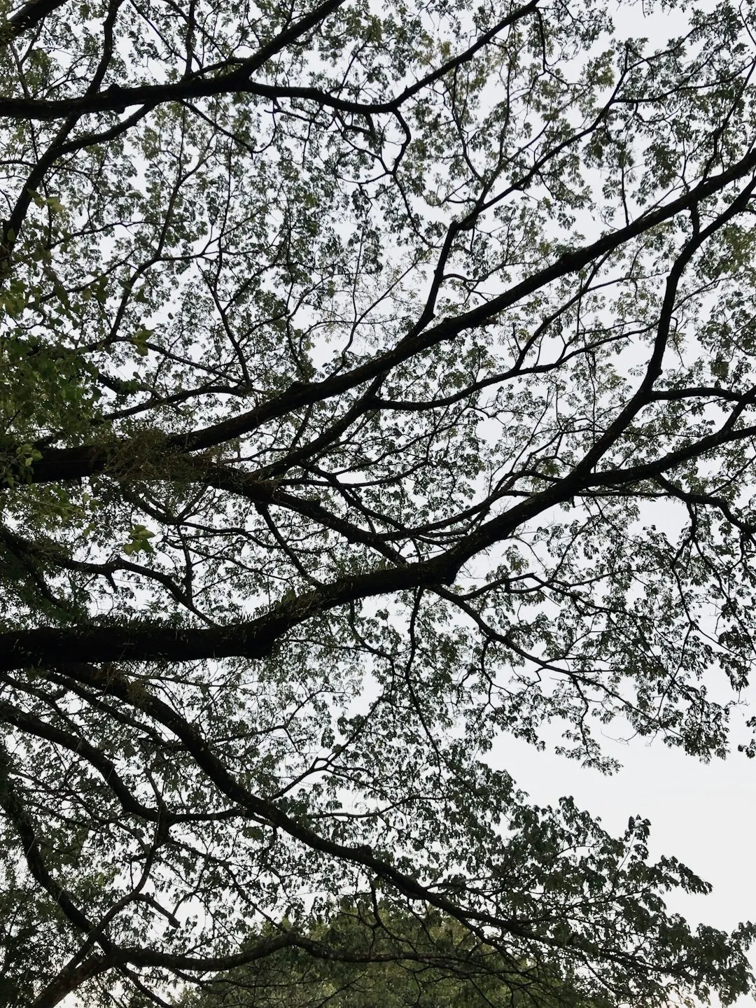 Treetop Canopy