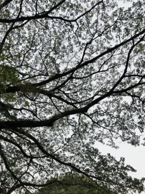 Treetop Canopy