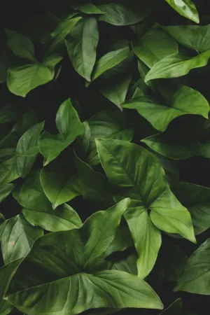 Green Leaves