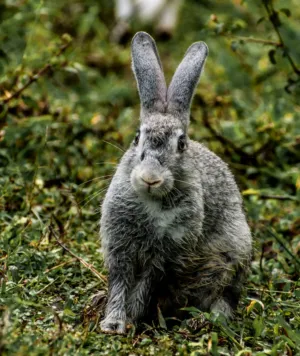 Gray Rabbit In The Wild