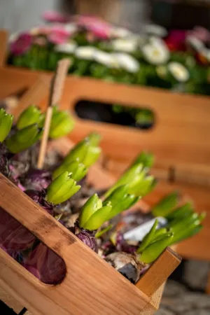 Spring Bulbs In Wooden Box