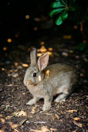 Gray Rabbit In The Woods