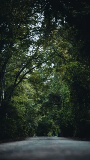 Forest Path