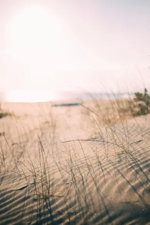 Beach Dunes At Sunset