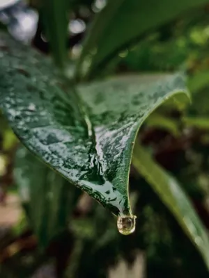 Raindrop On Leaf