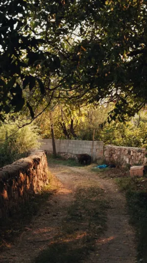Sunlit Pathway