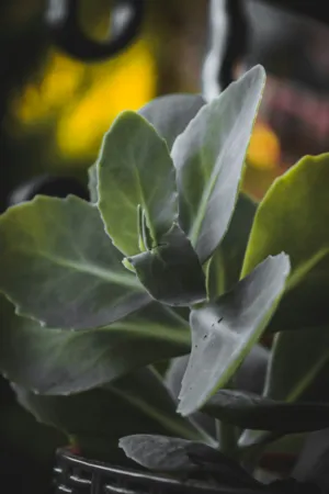 Green Plant Close-Up