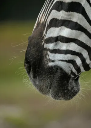 Zebra Close-Up
