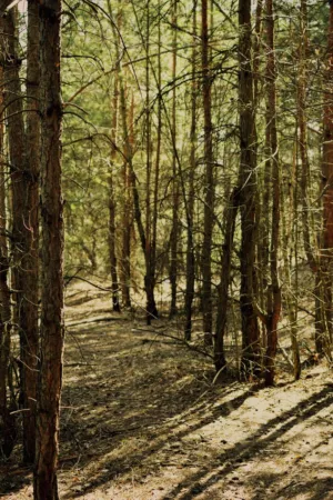 Forest Path