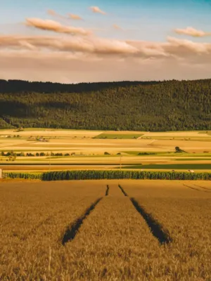 Sunlit Fields
