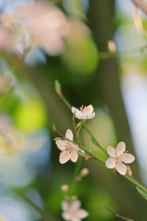 Spring Blossoms
