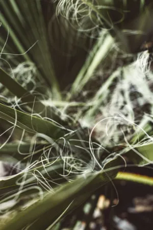 Green Plant With White Fibers