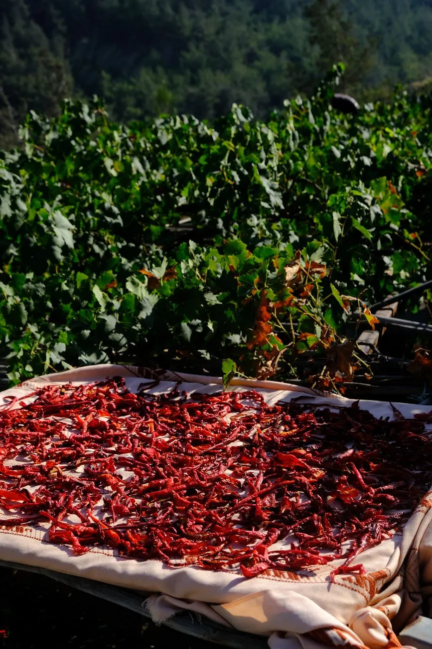 Drying Peppers
