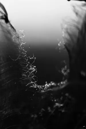 Dewy Spider Web