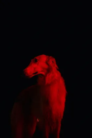 Red Dog Silhouette