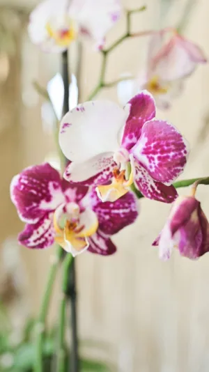 Orchid Flowers