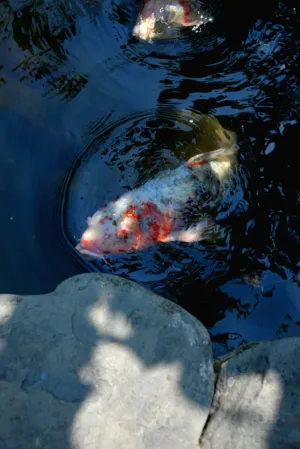 Koi Fish In A Pond