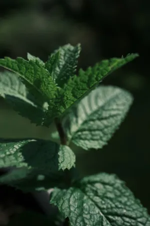 Green Leaves