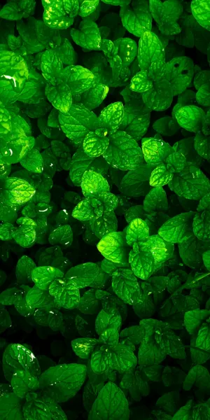 Green Mint Leaves