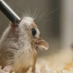 Hamster In A Cage