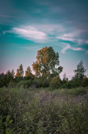 Sunset In The Field