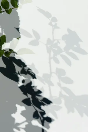 Leaf Shadows On A Wall