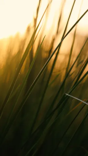Sunlit Grass