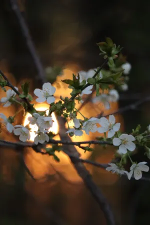Cherry Blossoms At Sunset