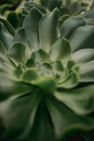 Green Succulent Plant