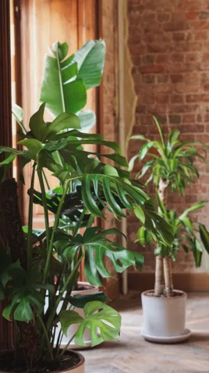 Indoor Plants