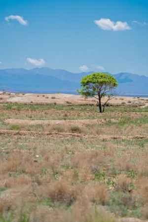 Solitary Tree In Desert Landscape
