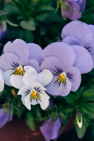 Purple Pansies
