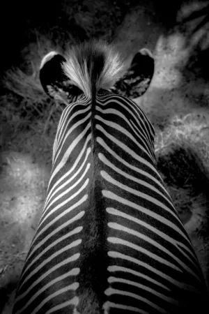 Zebra Stripes
