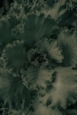 Green Leafy Plant