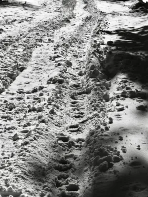 Snow Tracks