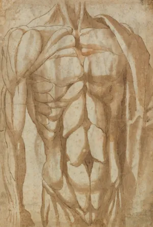 Anatomical Study Of The Torso