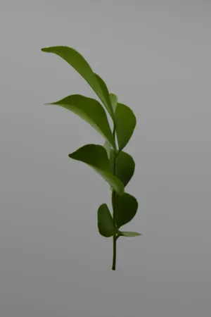 Green Leaf Stem