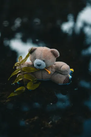 Lonely Bear