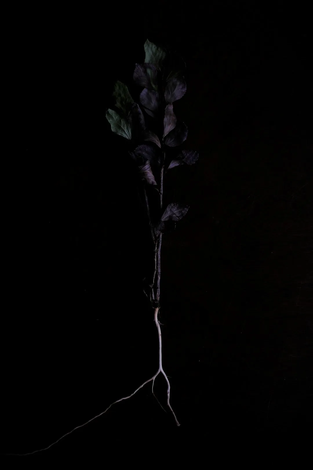 Dark Plant