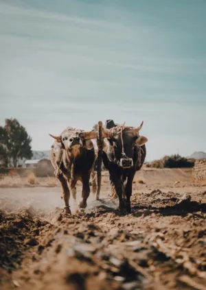 Oxen Plowing Field