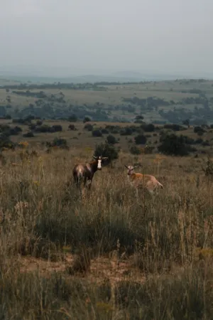 Antelopes In The Wild
